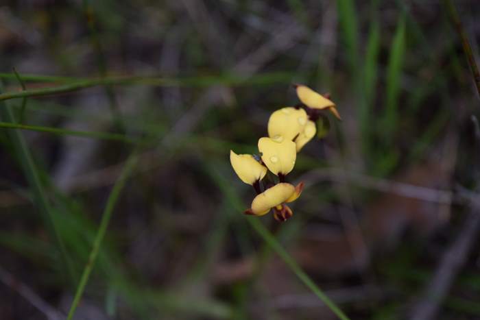 Diuris - orchid-donkey-005.JPG